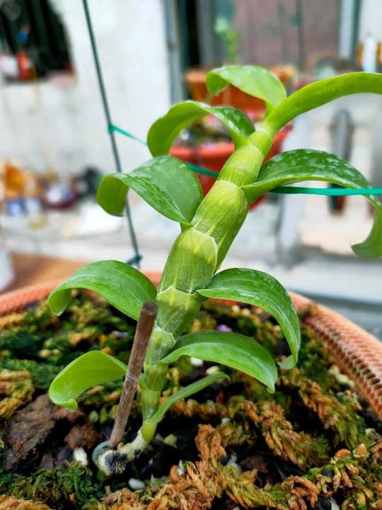 Lan phi điệp đột biến 5 CÁNH TRẮNG BẢO DUY