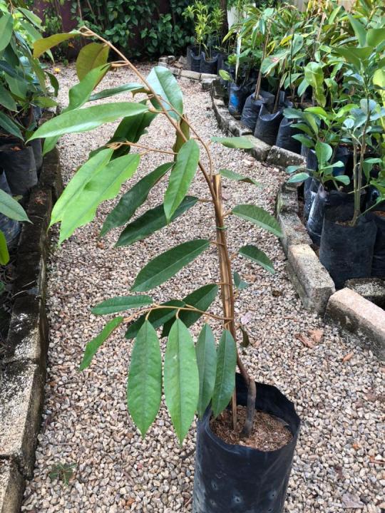 Anak Pokok Musang King | Lazada