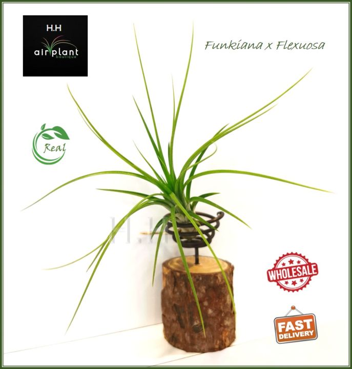 Air Plant Tillandsia Funkiana x Flexuosa Hybrid | Lazada