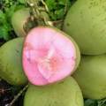Bibit Kelapa Hibrida Wulung Serat Pink Untuk Obat Pohon Pendek Berbuah. 