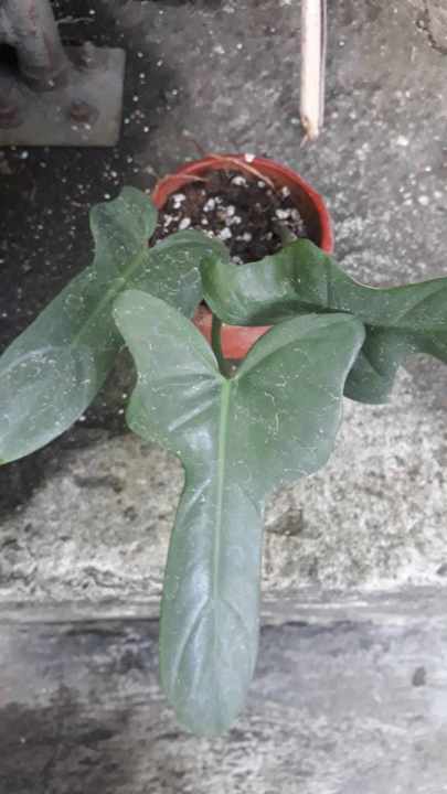 black gold philodendron philodendron melanochrysum Philodendron Black Gold Rare  Monjungle