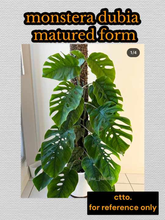 Monstera Dubia Mature Form | Lazada PH