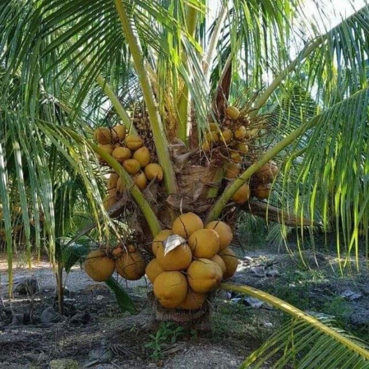 Malaysia Stock Benih Kelapa SGG Pokok Renek Rendah Puas Hati | Lazada