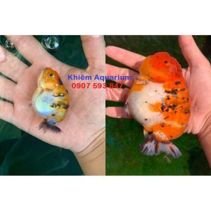 CÁM BESSN goldfish: Cá cảnh cá vàng cám chìm hàm lượng dinh dưỡng cao 450g