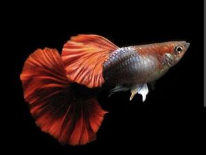 Gred A Guppy Vietnam Dumbo Koi/Red Rose/HB Blue Ribbon/HB Blue