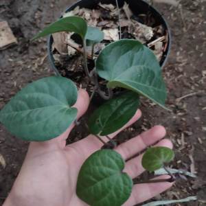 Bibit Daun Sirih Hitam ASLI Termurah