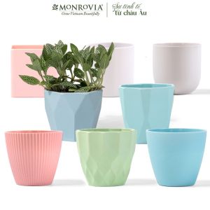 Chậu trồng cây mini MONROVIA cho sen đá cây cảnh hoa nhí xương rồng bonsai để bàn ban công