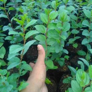 Bibit bidara super unggul /bibit bidara/daun bidara/pohon pengusir jin BERLIAN BIBIT UNGGUL