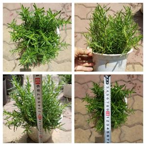 Cây hương thảo siêu to khổng lồ đuổi muỗi mùi rất thơm giúp tinh thần thoải mái giải tỏa stress chống buồn ngủ tạo hưng phấn