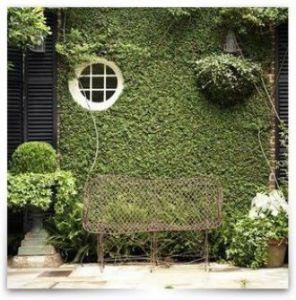 creeping fig wall climbing cuttings 10pcs