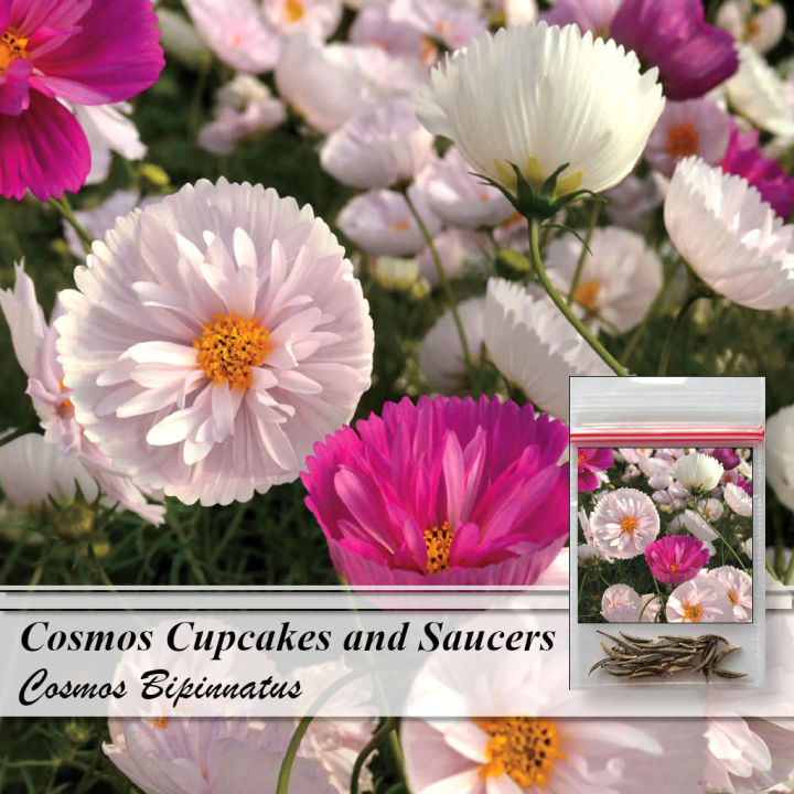 Cosmos Cupcakes and Saucers 20 Seeds Cosmos Bipinnatus Mixed Colors