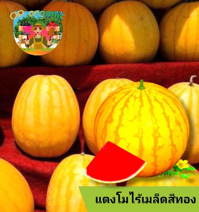 เมล็ดแตงโมไร้เมล็ดสีทอง ผลใหญ่ รสหวาน ปลูกง่าย