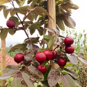 BERBUNGA...Bibit Kelengkeng Merah Ruby Longan kondisi sudah Berbunga
