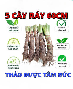 combo 5 cây ráy voi cao 60cm trồng cảnh
