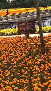 หญ้านกยูง ทนความเย็น ปลูกได้ทุกฤดู ดอกไม้ในสวนที่เบ่งบาน ดอกไม้ทะเล ง่ายต่อการปลูก ดาวเรือง