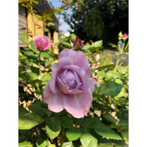 Sindo - Beautiful Roses for Your Garden English Roses Live Plant - A Gardeners Dream