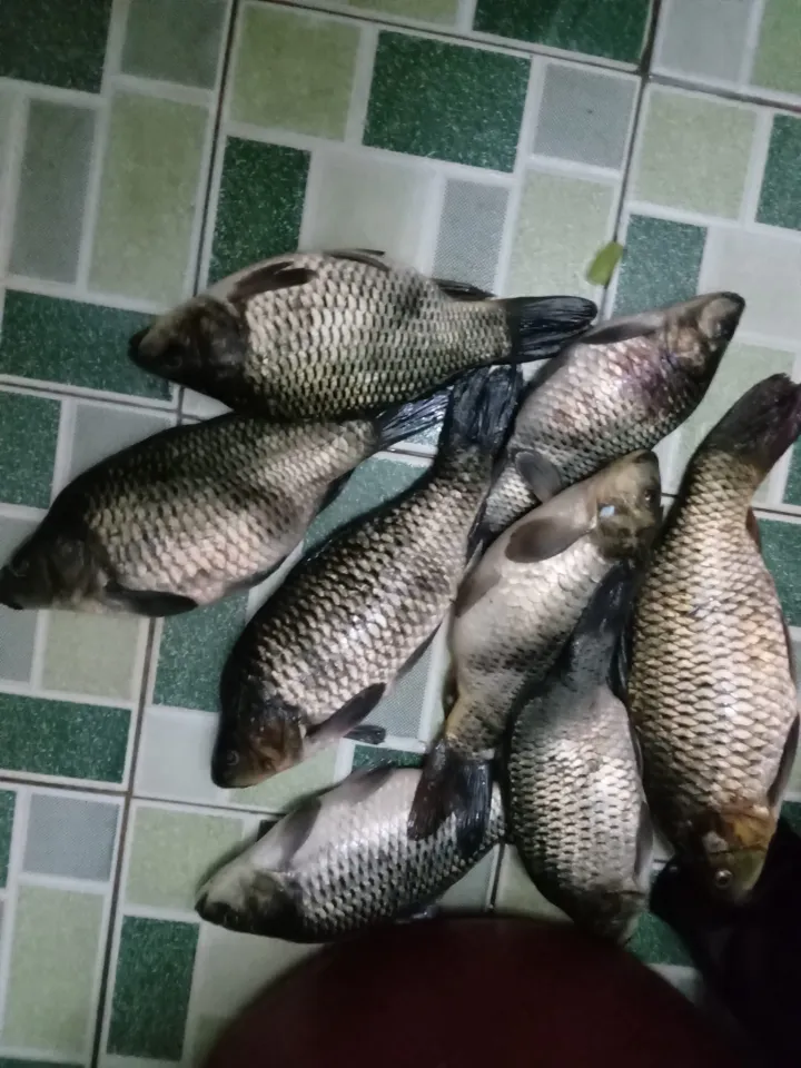 Porno filmdagi shirali mushuklar Barcha porno aktrisalarni korsatish