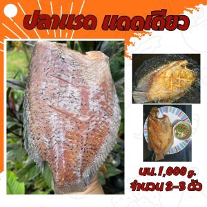 !!จัดส่งเร็ว!!ปลาแรดแดดเดียว เนื้อปลาเยอะ ไม่ก้าง ไม่ตุ ไม่คาว เค็มน้อย ขนาด 2-3 ตัว/กก. สด สะอาด ปลอดสารกันบูด 100%