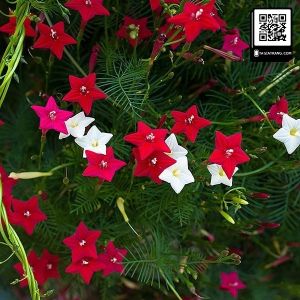 [Gói 60 hạt] HOA TÓC TIÊN LEO - Loại Siêu Dễ Trồng Hoa Nở Đẹp Tặng kèm Hướng Dẫn Trồng