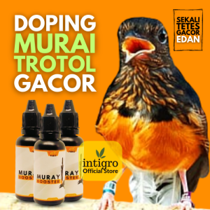 Vitamin Murai Trotol Agar Gacor / Vitamin Burung Murai Batu Trotolan / Doping Burung Murai Trotol