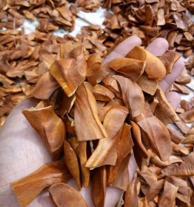 Biji Kayu Mahoni / Mauni 500gr Kualitas Unggul