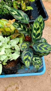 ชุด5ต้น ออมชมพู ออมเงิน ออมนาค ซากะระแคระ แววมยุราสายพันธุ์ต่างประเทศ ชุด199บาท