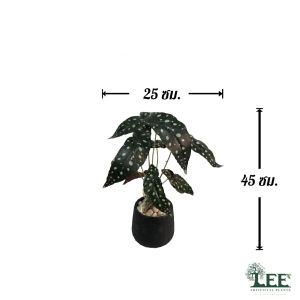 ต้นบีโกเนีย สูง 45 ซม. ต้นไม้ปลอมตกแต่งบ้าน Leeartplants