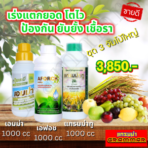🔥🔥 ส่งฟรี 🔥🔥 แกรมม่าทู จอมยุทธ์ ( 1000 ซีซี ) ปุ๋ยน้ำแกรมม่าทู + เอมม่า ปุ๋ยน้ำเอมม่า ( 1000 ซีซี ) + เอฟอช Aforch ( 1000 ซีซี ) สารจับใบ ของแท้ 100%