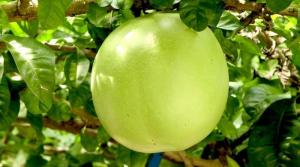 Fresh Miracle Fruit / Calabash Fruit | Natural Herbal Superfood for Health Juice & Tea – Organic Calabash (Bignay Tree Fruit)