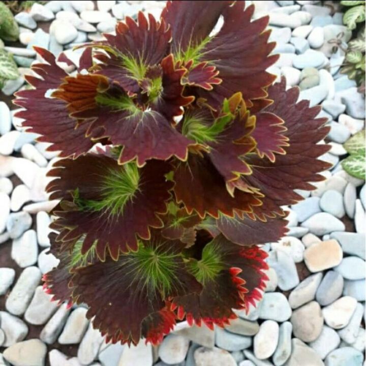 Tanaman%20hias%20miyana%20Miana%20keriting%20merah%20/%20Miana%20bulu%20landak%20-%20Image%202