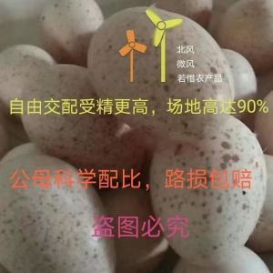 【店铺热门爆款】【店铺热销】火鸡受精蛋火鸡种蛋优质青铜贝蒂娜种蛋混发包路损受精率新鲜现发