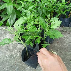 Cây giống ngải cứu - Cây thuốc nam (cây cao 20-35cm như hình)