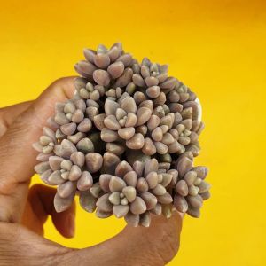 ต้นไม้อวบน้ำ กุหลาบหิน แกร๊ปโตพีทาลัม เมนโดเซ Graptopetalum mendozae Glass& M.chazaro Basanez #succulents #สีชมพู