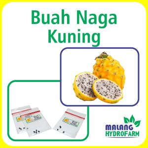 Benih Buah Naga Kuning / Golden Unggulan Berkualitas biji bibit repack hylocereus megalanthus dragon fruit hydroponik hidroponik tanaman berbiji buah pot