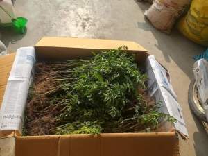 ต้นผักหวานบ้านแบบล้างราก รับซื้อผลผลิตคืนภาคกลาง