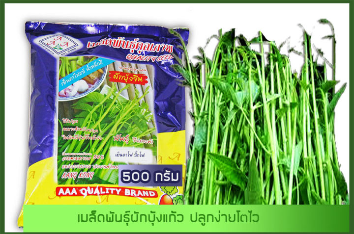 เมล็ดพันธุ์ผักบุ้งแก้ว 3A 500 กรัม แบ่งขาย ปลูกในโอ่งได้