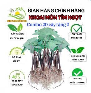 combo 20 cây khoai môn tím ngọt giống