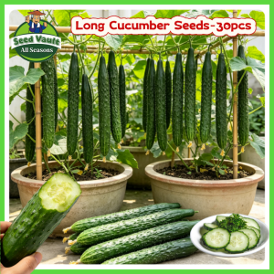 Fast Growing 30pcs Fresh Organic Long Cucumber Seeds for Planting Vegetables High Yield Japanese Cucumber Seeds for Sale Green Pipino Bonsai Vegetables Seeds for Gardening Poinsett Cucumber Seedlings Balcony Potting Cucumber Live Plant Veggie Seeds