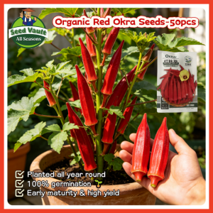 100% Legit High Germination 50pcs Red Okra Seeds for Planting Vegetable Plants High Yield Bonsai Red Burgundy Okra Seed for Sale Organic Lady Finger Okra Vegetable Seeds for Gardening Balcony Live Okra Seedlings Indoor Dwarf Carmine Splendor Okra Plant