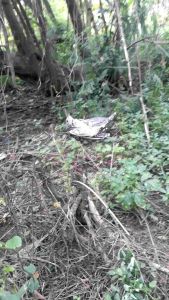 JARING BURUNG KUTILANG 10 JARING BURUNG TILANG JARING BURUNG GENTILANG JARING BURUNG CANGKURILANG JARING BURUNG KUTILANG JARING KUTILANG JARING TILANG JALA JEBAK BURUNG KUTILANG ALAT JEBAK BURUNG KUTILANG JARING JEBAK BURUNG MURAH JALA JARING BURUNG