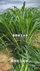 Wholesale Imported Mexican Corngrass Seeds & High Sudan Grass for Livestock