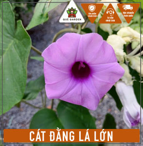 Cây Cát Đằng Lá Lớn - Hoa to đep - Dây leo cho ban công sân vườn!