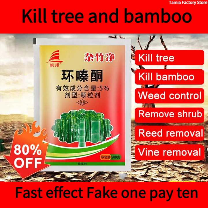 dracaena plants for sale Dracaena Warneckii White Jewel