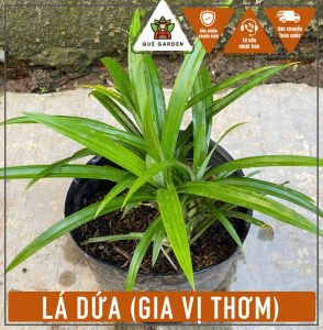 Cây Lá Dứa (Gia vị thơm) - Chậu giống nhỏ - Chiu nắng tốt!