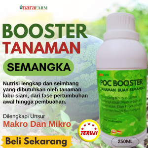Pupuk untuk tanaman buah semangkaPupuk pembesar buah semangkaPupuk penyubur tanaman semangka