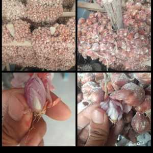 Bibit Bawang Merah Berkualitas Asli Nganjuk - Siap Tanam