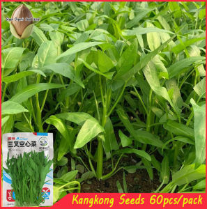 60seeds/pack  Chinese Kangkong Seeds / Upland Kang kong / Water Spinach Seeds-A659