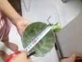 tổ đẻ - rổ đẻ cho chim yến hót - thạch yến - canary. 