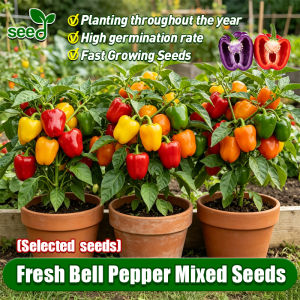 [Selected Seeds 50pcs] 100% Original Bell Pepper Mixed Seeds for Planting Vegetables Fresh Giant Bell Pepper Seeds F1 Bell Pepper Hybrid Seeds Giant Sweet Bell Pepper Plant Veggie Seed Bell Pepper Seedlings Potted Bell Pepper Live Plant Buto Ng Bulaklak
