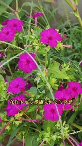 ดอกไม้ จัสมินสีม่วง กราวด์ชาชา สวนในระเบียง บานตลอดฤดูกาลไม่หยุด